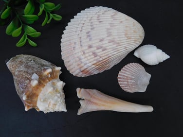 Collection of Five Assorted Seashells