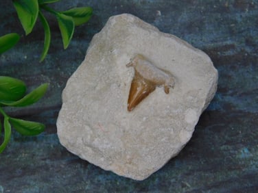 Fossilized Shark Tooth in Limestone Matrix