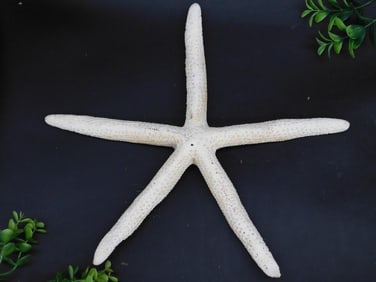 Preserved White Starfish Specimen