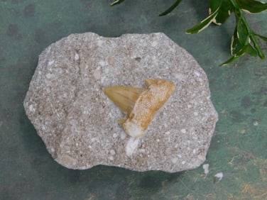 Fossilized Shark Tooth Embedded in Matrix Rock Stone Lapidary Specimen