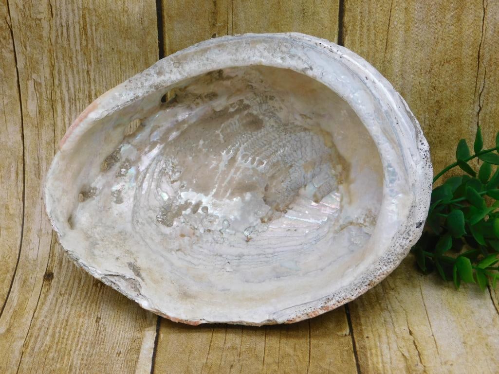 ABALONE SHELL: ABALONE SHELL