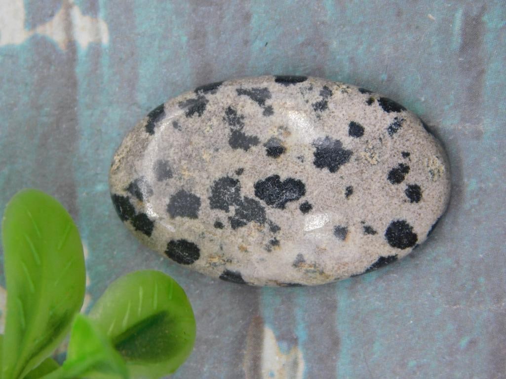DALMATION JASPER CABOCHON ROCK STONE LAPIDARY SPECIMEN: DALMATION JASPER CABOCHON ROCK STONE LAPIDARY SPECIMEN