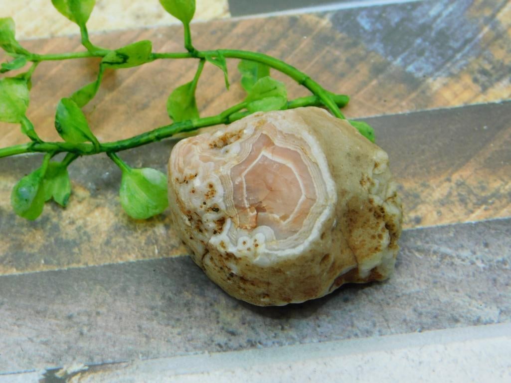 AGATE ROCK STONE LAPIDARY SPECIMEN: AGATE ROCK STONE LAPIDARY SPECIMEN