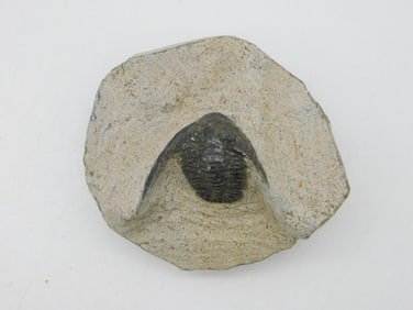 TRILOBITE ON MATRIX ROCK STONE LAPIDARY SPECIMEN