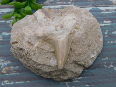 SHARK TOOTH IN MATRIX ROCK STONE LAPIDARY SPECIMEN
