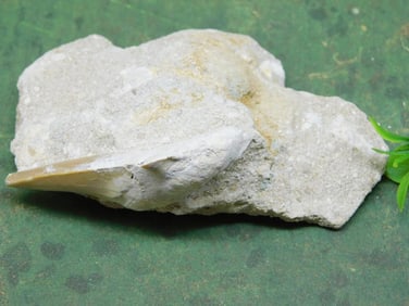 SHARK TOOTH IN MATRIX ROCK STONE LAPIDARY SPECIMEN