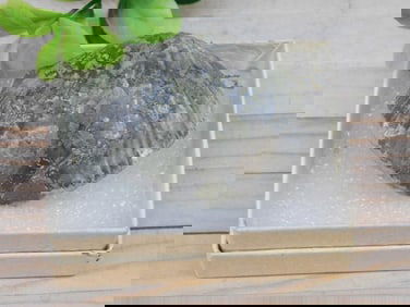 BRACHIOPOD ROCK STONE LAPIDARY SPECIMEN