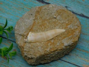 FOSSIL IN MATRIX ROCK STONE LAPIDARY SPECIMEN