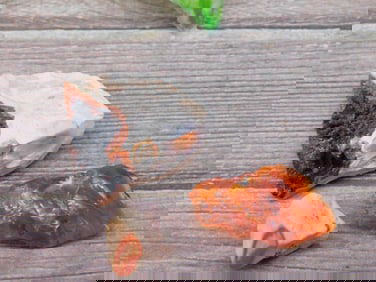 Rough Opals Rock Stone Lapidary Specimen