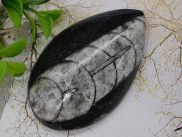 Orthoceras Fossil Rock Stone Lapidary Specimen
