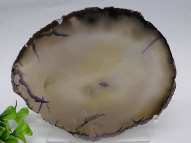 Agate Slice Rock Stone Lapidary Specimen