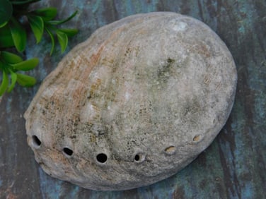 Abalone Shell