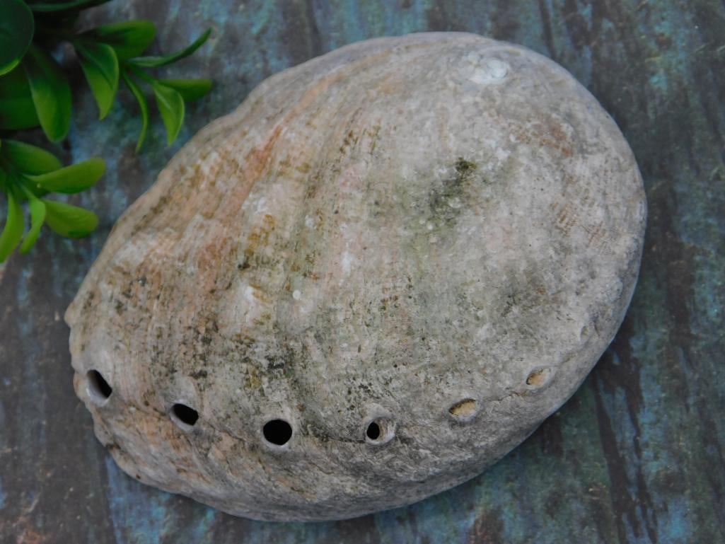 Abalone Shell: Abalone Shell