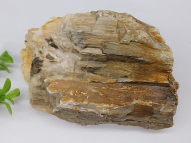 Fossilized Petrified Wood Specimen ROCK STONE LAPIDARY SPECIMEN