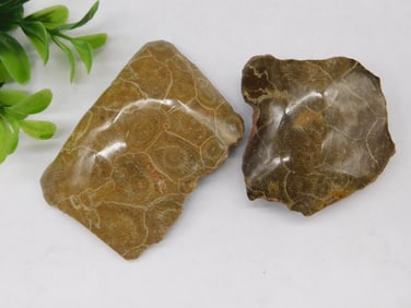 Petoskey Stones Rock Stone Lapidary Specimen