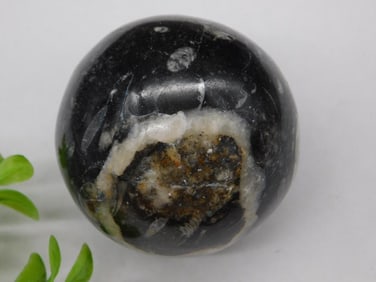 Orthoceras Sphere Rock Stone Lapidary Specimen