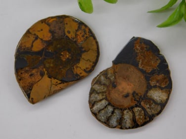 Fossilized Ammonite Slices for Collection or Display
