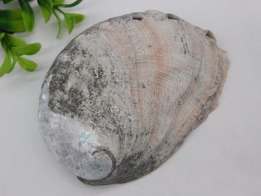 Abalone Shell with Iridescent Interior