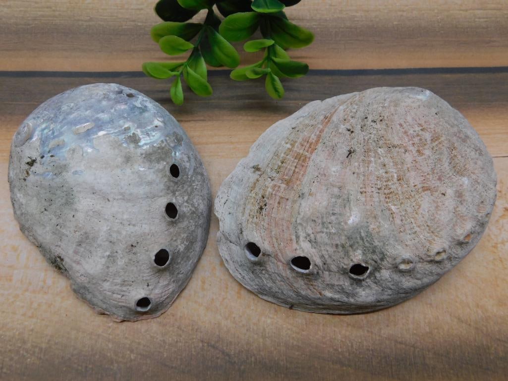 ABALONE SHELL: ABALONE SHELL