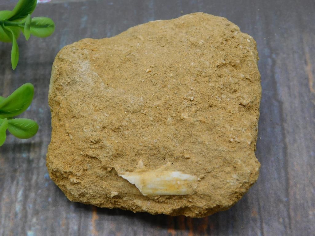 ENCHODUS FOSSIL ROCK STONE LAPIDARY SPECIMEN: ENCHODUS FOSSIL ROCK STONE LAPIDARY SPECIMEN