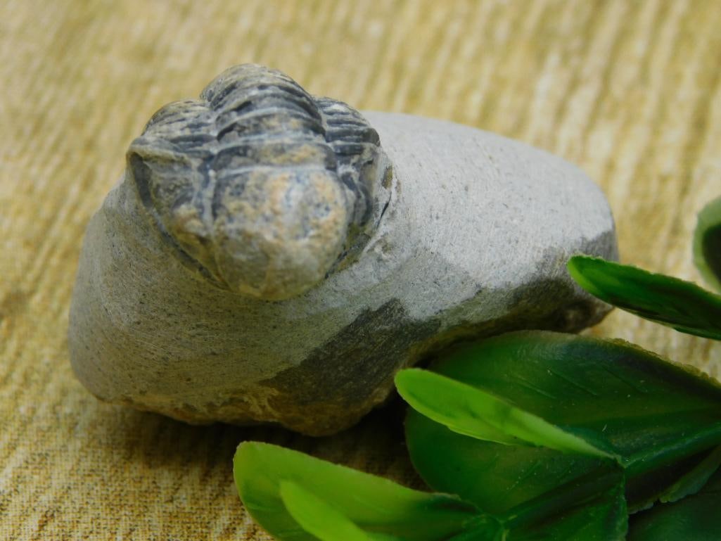 TRILOBITE FOSSIL ROCK STONE LAPIDARY SPECIMEN: TRILOBITE FOSSIL ROCK STONE LAPIDARY SPECIMEN