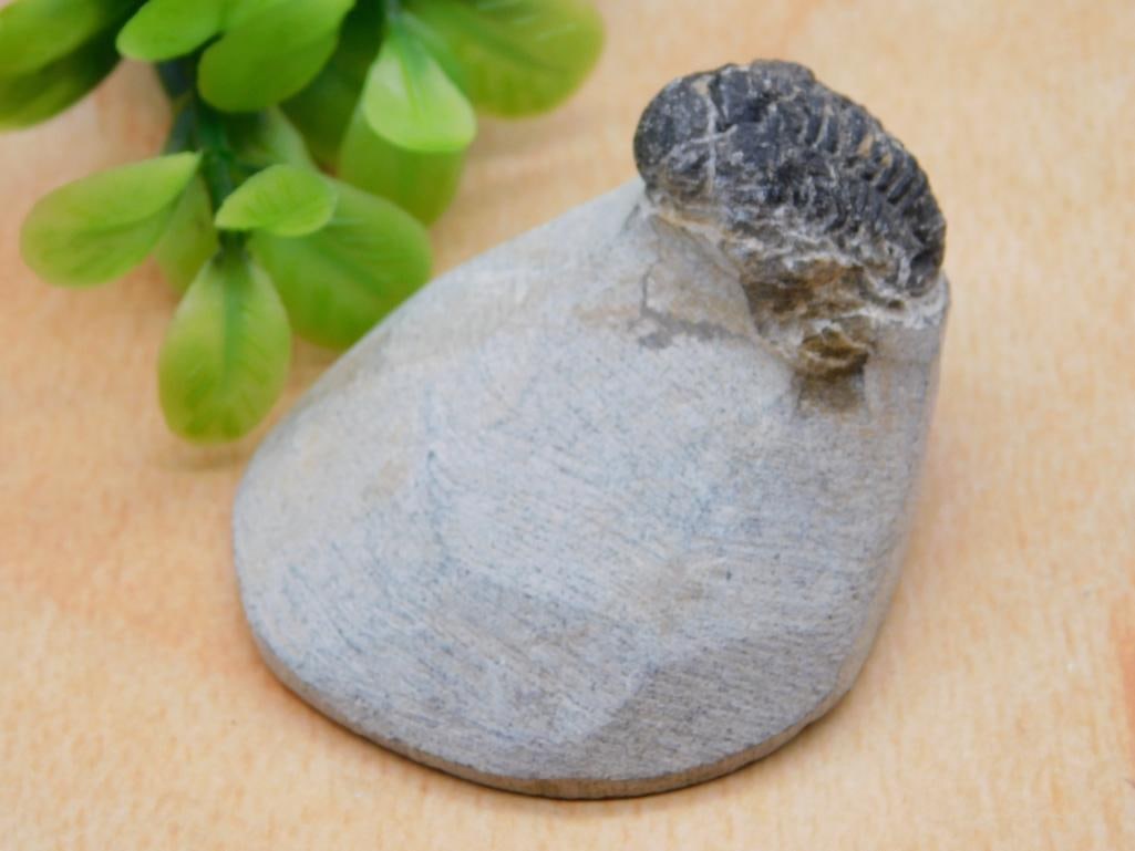 TRILOBITE FOSSIL IN MATRIX ROCK STONE LAPIDARY SPECIMEN: TRILOBITE FOSSIL IN MATRIX ROCK STONE LAPIDARY SPECIMEN