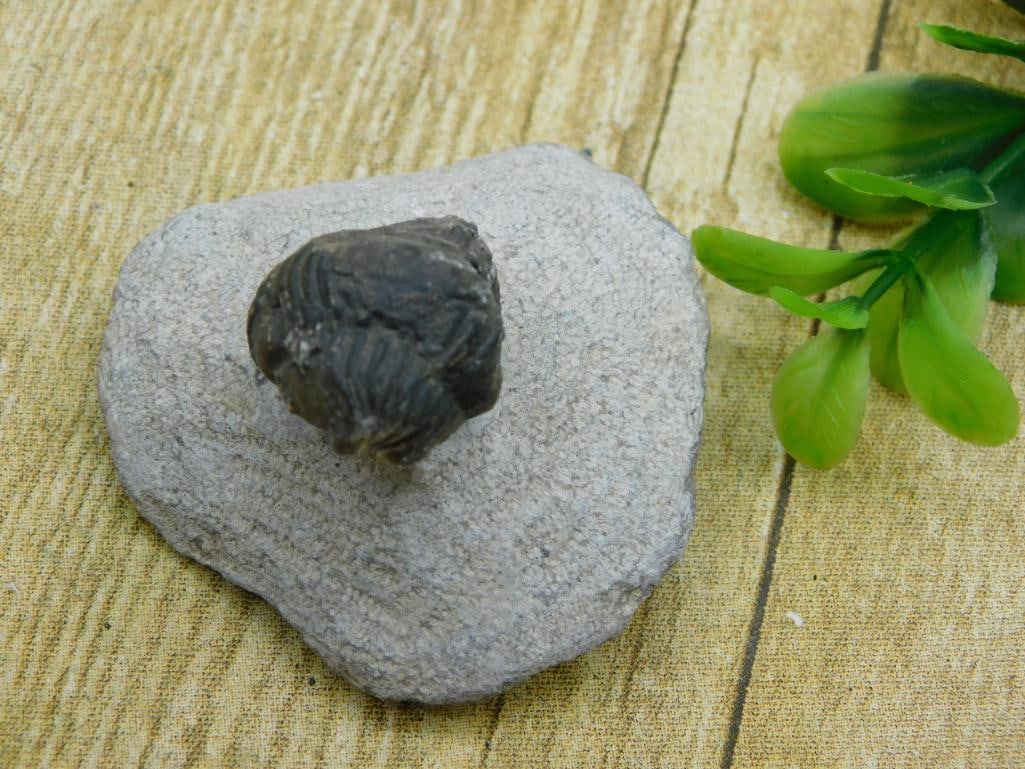 TRILOBITE FOSSIL ROCK STONE LAPIDARY SPECIMEN: TRILOBITE FOSSIL ROCK STONE LAPIDARY SPECIMEN