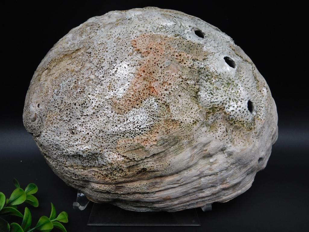 ABALONE SHELL: ABALONE SHELL