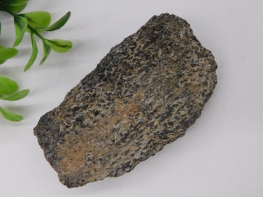 Dinosaur Bone Rock Stone Lapidary Specimen