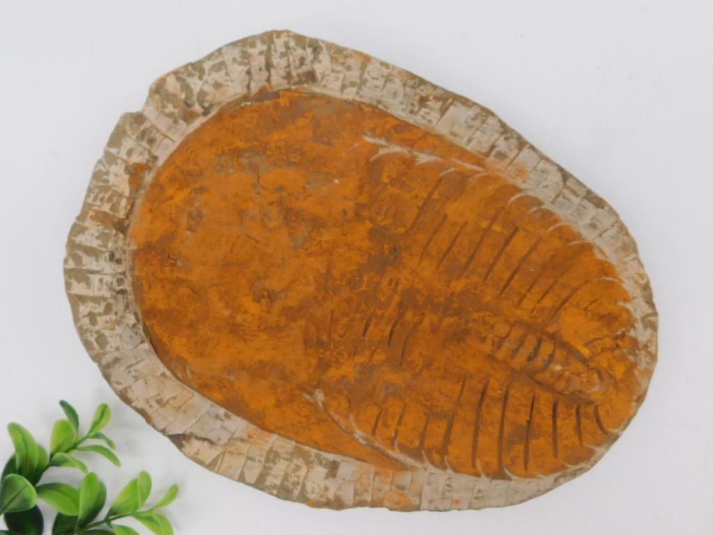 Giant Trilobite Fossil Specimen with Distinct Impressions Rock Stone Lapidary Specimen: Giant Trilobite Fossil Specimen with Distinct Impressions Rock Stone Lapidary Specimen