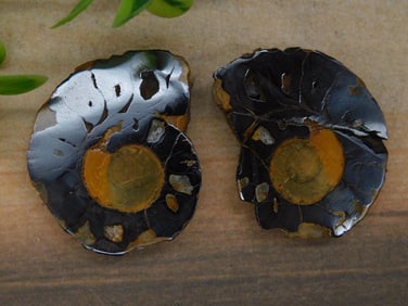 AMMONITE HALVES ROCK STONE LAPIDARY SPECIMEN