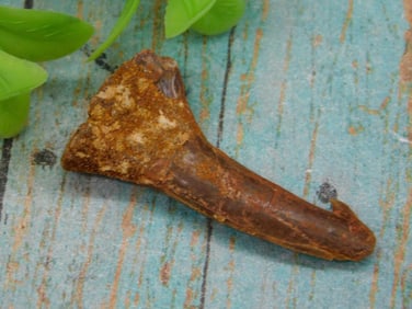 SAWFISH TOOTH ROCK STONE LAPIDARY SPECIMEN