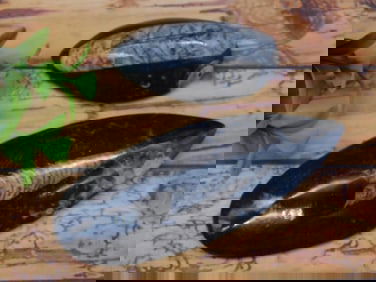 ORTHOCERAS ROCK STONE LAPIDARY SPECIMEN