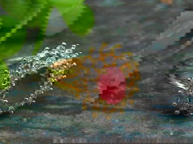 STONE RING ROCK STONE LAPIDARY SPECIMEN