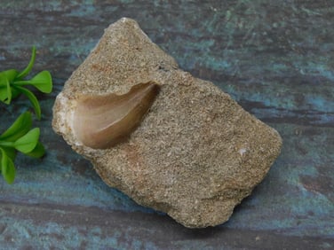 DINOSAUR TOOTH IN MATRIX ROCK STONE LAPIDARY SPECIMEN