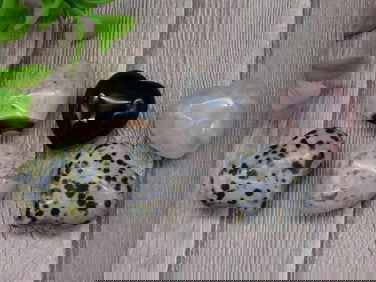 STONE HEARTS ROCK STONE LAPIDARY SPECIMEN