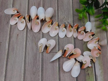 SHELL BEADS ROCK STONE LAPIDARY SPECIMEN