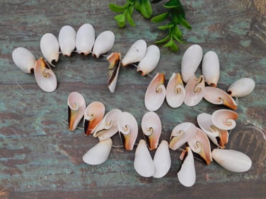 SHELL BEADS ROCK STONE LAPIDARY SPECIMEN