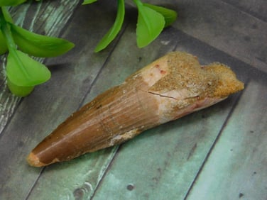 SPINOSAURUS TOOTH ROCK STONE LAPIDARY SPECIMEN