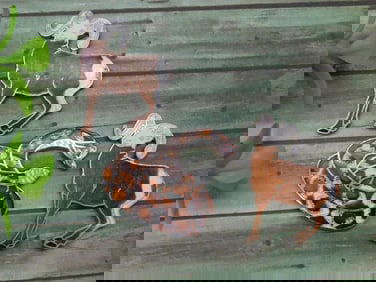 ENAMEL PINS VINTAGE ANTIQUE