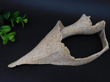 SEA SHELL ROCK STONE LAPIDARY SPECIMEN