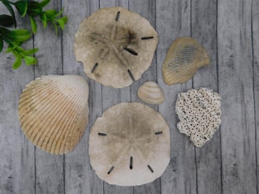 SEA SHELLS ROCK STONE LAPIDARY SPECIMEN