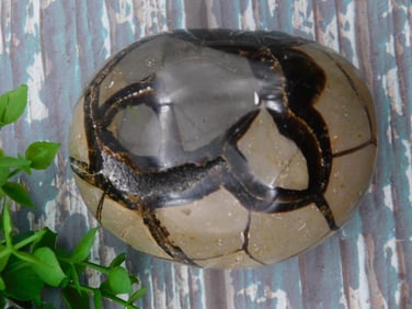 SEPTARIAN ROCK STONE LAPIDARY SPECIMEN