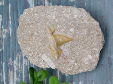 SHARK TOOTH IN MATRIX ROCK STONE LAPIDARY SPECIMEN
