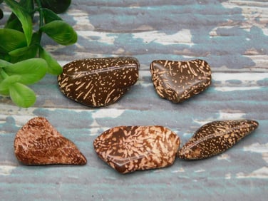 STARBURST JASPER ROCK STONE LAPIDARY SPECIMEN