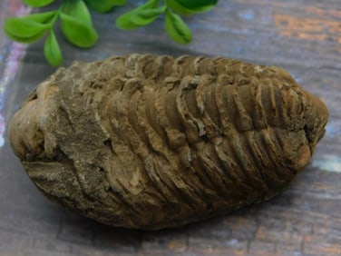 TRILOBITE FOSSIL ROCK STONE LAPIDARY SPECIMEN