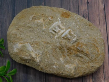 FISH FOSSIL IN MATRIX ROCK STONE LAPIDARY SPECIMEN