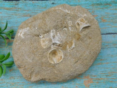 FOSSILS IN MATRIX ROCK STONE LAPIDARY SPECIMEN