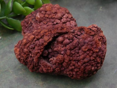 Coprolite ROCK STONE LAPIDARY SPECIMEN