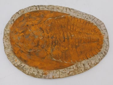 GIANT CAMBROPALLAS TRILOBITE FOSSIL ROCK STONE LAPIDARY SPECIMEN